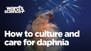 Caring and Culturing for Daphnia [upl. by Junko311]