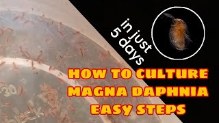 How to Culture Magna Daphnia Easily [upl. by Latsyc]