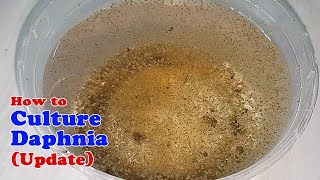 How to Culture Daphnia Update with ZERO Cost  Unlimited Live Food for Our Fish [upl. by Airetak18]