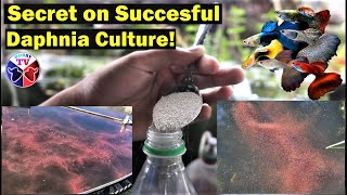 How to Culture Daphnia Successfully [upl. by Kilah]