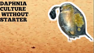 HOW TO CULTURE DAPHNIA NATURALLY WITHOUT A STARTER [upl. by Loggia872]