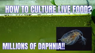 How to Culture Daphnia Secret Method to Breed MILLIONS  Simply Aquatic [upl. by Laurence]