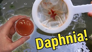 How I Culture Daphnia In Outdoor Tubs [upl. by Ahtabat]