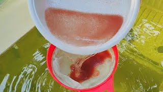 How to culture daphnia  Daphnia culture  How to grow daphnia outdoor [upl. by Atteuqal209]