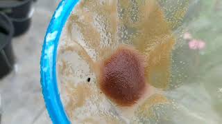 How to culture daphnia moina in a small container Part 1 English Subtitle [upl. by Rhys]