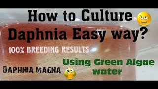 Daphnia MagnaHow to Culture Daphnia Easy wayCulturing Daphnia using Green water Daphnia [upl. by Arymat]