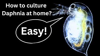 BEST Live Fish Food Beginner guide How to Culture Daphnia at home [upl. by Shelden]