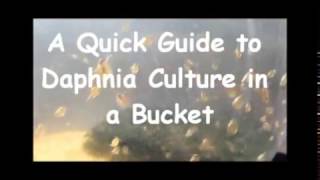 How to culture daphnia outside [upl. by Vikky]