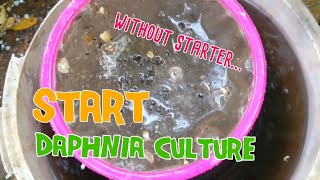 How to culture daphnia moina the easy way 1  Starting the Daphnia culture [upl. by Helman458]