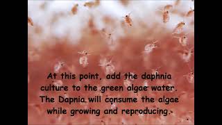 Daphnia  How to grow daphnia in your home [upl. by Stander541]