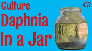 How to Culture Daphnia in a Jar [upl. by Yeleen]