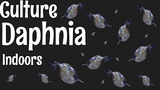 How to Culture Daphnia [upl. by Harrington459]