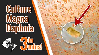 How to culture DAPHNIA MAGNA  The easy way [upl. by Acnoib]