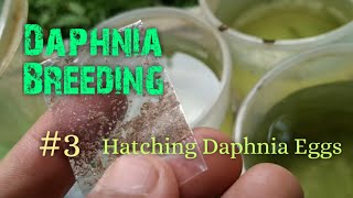 Daphnia Culture made simple and easy 3  Hatching Daphnia eggs [upl. by Buyse]