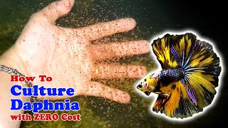 How to Culture Daphnia with ZERO Cost  Unlimited Live Food For Our Fish [upl. by Assirim617]