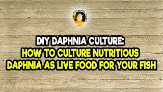 DIY Daphnia Culture How to Culture Nutritious Daphnia as Live Food for Your Fish [upl. by Roxana]