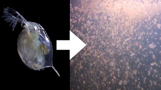 How I Culture Daphnia [upl. by Esined]