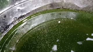 DAPHNIA MOINA CULTURE IN A SMALL BUCKET [upl. by Yellhsa]