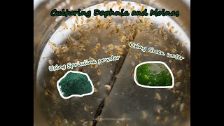 How To Culture Daphnia and Moinas using Green Water Spirulina powder [upl. by Clayborn]