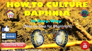 HOW TO CULTURE DAPHNIA In Easy Way [upl. by Harak]